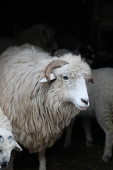 Majestic White Ram with Long Curved Horns and Fluffy Wool