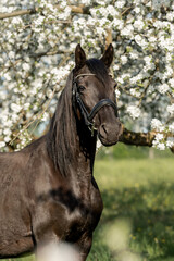 Fototapeta premium Portrait of brown horse standing in blooming apple orchard in Springtime, fine art photography