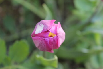 Pink Rose Bud Ready to Bloom