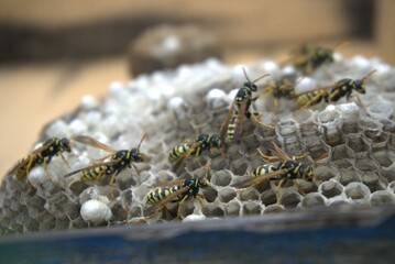 Wild Bees Nesting in a Natural Tree Hollow, Living in Harmony with Nature