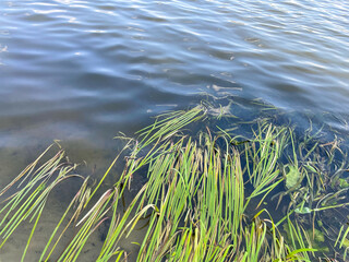 Long green grass in the water on the banks of the river under the summer sun. calm water