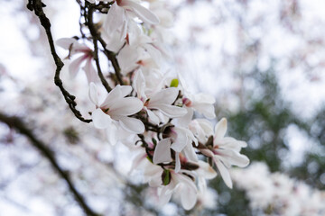 Beautiful magnolia flowers on a tree branch in spring time.