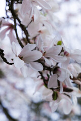 Beautiful magnolia flowers on a tree branch in spring time.