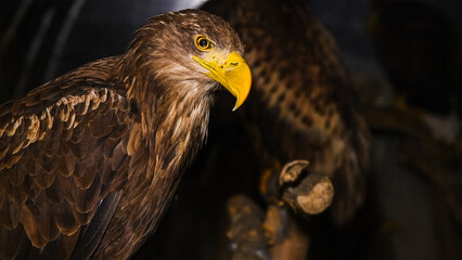 White-tailed eagle (Haliaeetus albicilla) in an aviary.