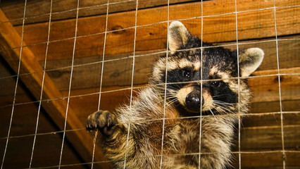 Raccoon in a cage at the zoo, a beautiful raccoon face that holds onto iron bars with its paws © SGr