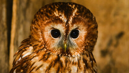 Portrait of a brown Tawny Owl sitting in an aviary