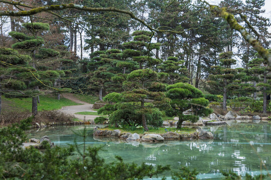 Japanese garden with a pond and a pine tree in the foreground.