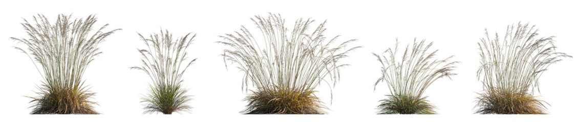 Plakat Molinia caerulea (purple moor grass) bunch grass isolated png on transparent background premuim cutout foreground grass (Tall Purple Moor Grass)