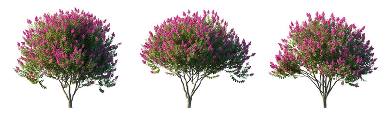 Myrtus myrtle purple bloom bush\shrub isolated png on a transparent background premiumr realistic...