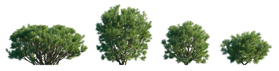 Pinus mugo Mughus bush shrub isolated png on a transparent background premium realistic cutout