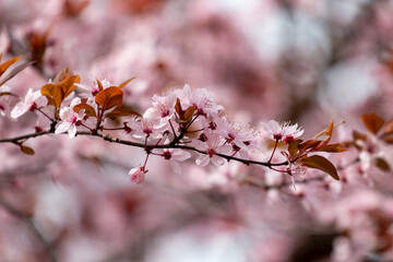 Cherry blossom branch in Belgrade