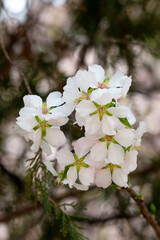 Blooming almond tree branches in Belgrade