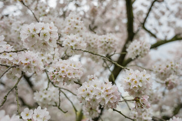 beautiful cherry blossom, spring flowers in japan, sakura