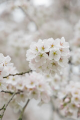 beautiful cherry blossom, spring flowers in japan, sakura
