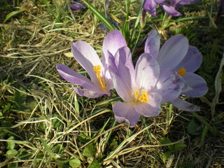 fioletowe krokusy © Joanna