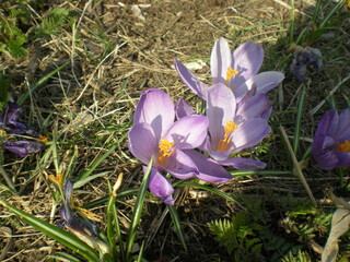 fioletowe krokusy © Joanna