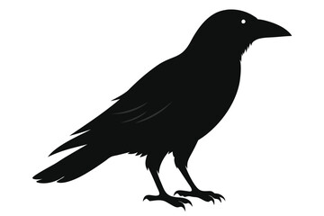 Obraz premium Black Bird Silhouette on White Background, Raven Isolated Icon