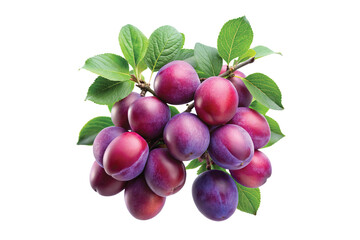 A cluster of ripe plums on the branch with green leaves isolated on white background fresh juicy...