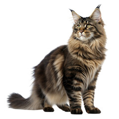 Obraz premium Proud Maine Coon Cat with Confident Pose and Sing Expression
