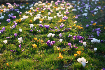 Krokusy kwitną na łące wiosna © FotoDax