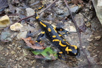 Fire salamander relaxing in a natural bath