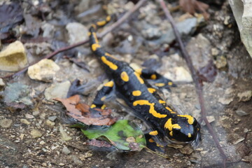 Fire salamander relaxing in a natural bath