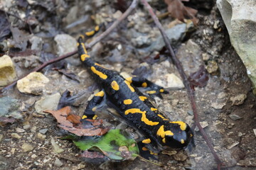 Fire salamander relaxing in a natural bath