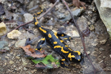 Fire salamander relaxing in a natural bath