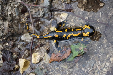 Fire salamander relaxing in a natural bath