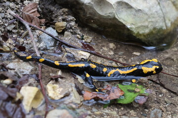 Fire salamander relaxing in a natural bath