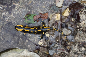 Fire salamander relaxing in a natural bath
