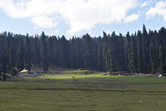 Pahalgam, meaning "village of shepherds" in Kashmiri, is a picturesque hill station in Kashmir, India, known for its stunning landscapes, lush meadows, and proximity to the Lidder River and Sheshnag L