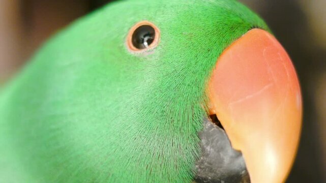 Macro Shot of a Male Eclectus Parrots Eye
