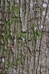 Natural background