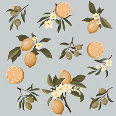 set of vector elements with branches with lemons and olives