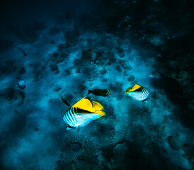 Tropical fish on the seabed of the Red Sea.