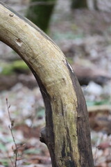 Autumn forest landscape
