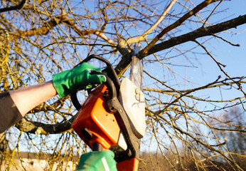 Gardener cuts branches old tree use chain saw. Trimming trees with chainsaw in backyard. Cut branch...