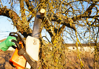 Gardener cuts branches old tree use chain saw. Trimming trees with chainsaw in backyard. Cut branch...