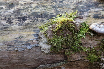 Natural background