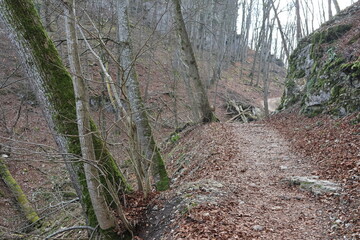 Autumn forest landscape