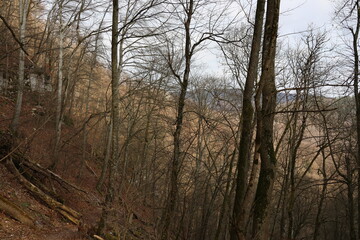 Autumn forest landscape