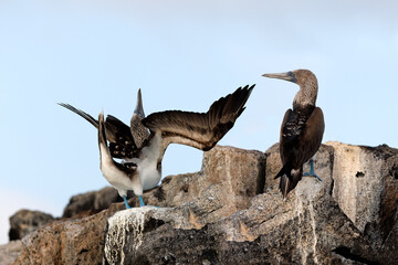 Blue-footed Boobies engaging in courtship display -  Galapagos Islands