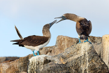 Blue-footed Boobies engaging in courtship display -  Galapagos Islands