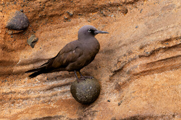 Brown Noddy perched on a rock protruding from an eroded cliff face