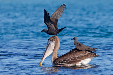 Brown Noddies  sitting on a Brown Pelican with a pouch full of fish - Galapagos Islands