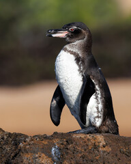 Galapagos Penguin perched on a rock