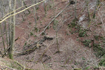 Autumn forest landscape