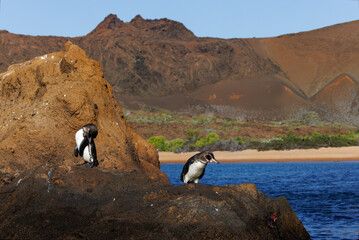 Pair of Galapagos Penguins on a rocky coast - Galapagos Islands