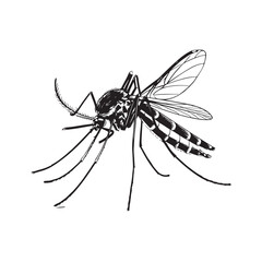 Close-up of a mosquito sucking blood on a white background